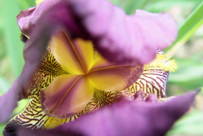 Anything more amazing that an Iris?