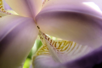 Inside the Iris
