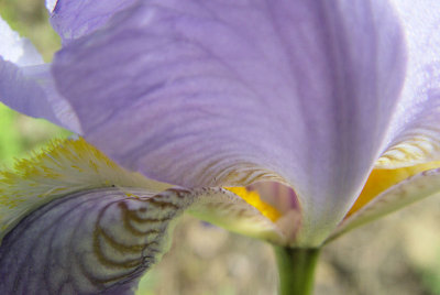 Another Iris shot