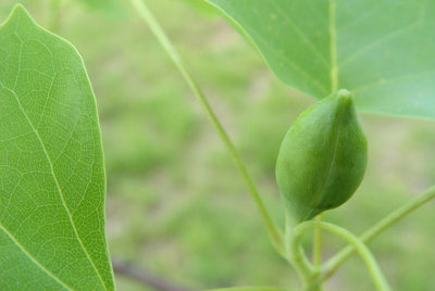 Tulip Tree