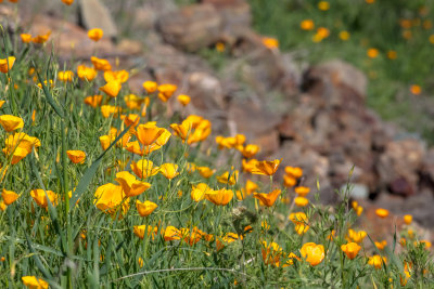 Pine Flat March 2018 016.jpg