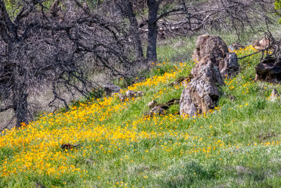 Pine Flat March 2018 019.jpg