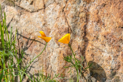 Pine Flat March 2018 042.jpg