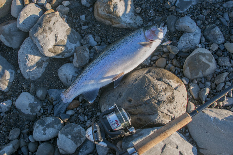 25 April 2017 - A nice fat rainbow trout provides dinner for two