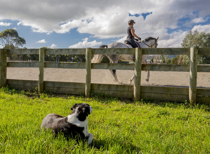 27 April 2017 - getting the dog to look at the horse and rider rather than me was the challenge