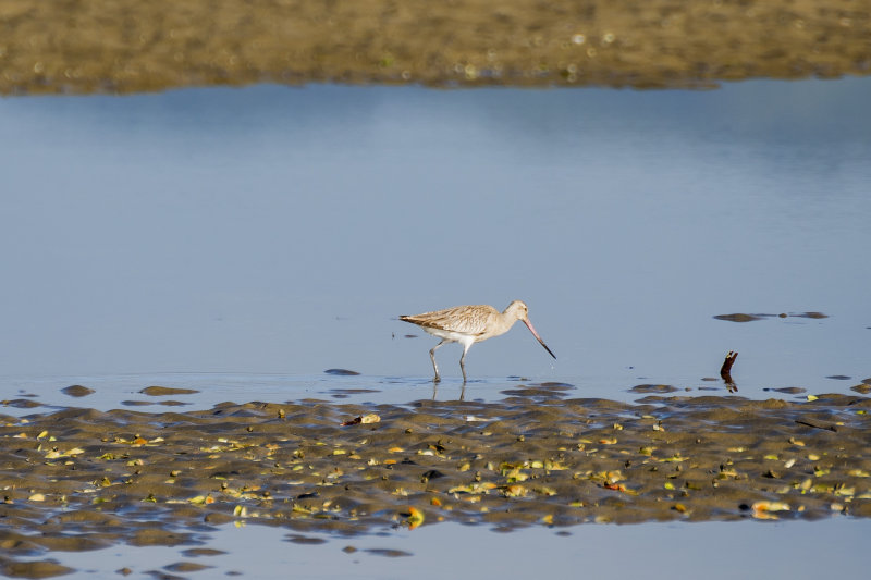 Godwit, Waipu River Estuary