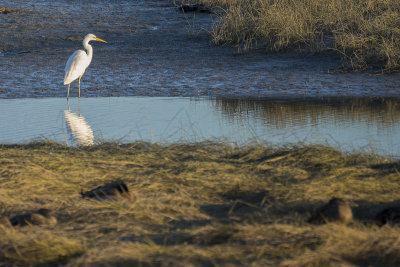 White Heron - Kotuku - at Foxton Estuary