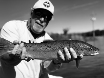 Brown in Black and White