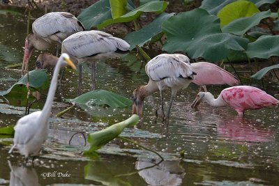 Wood Storks of North America