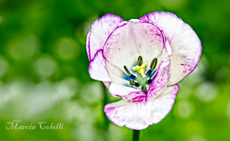 TULIP-WHITE WITH PURPLE TRIM 2180.jpg