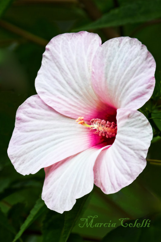 LUNA PINK SWIRL HIBISCUS_2639.jpg