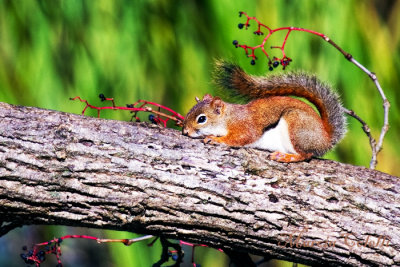 RED SQUIRREL _1093.jpg