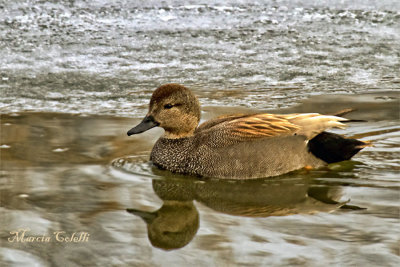 GADWALL FEMALE_9755.jpg