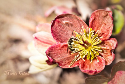 HELLEBORE-6436.jpg