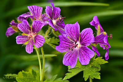 PERENNIAL  GERANIUM_5376.jpg