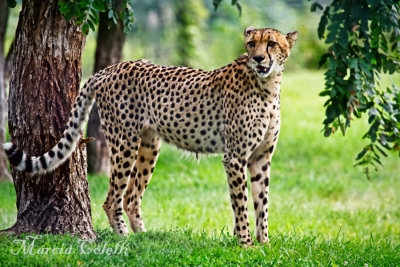 CHEETAH_2660.jpg