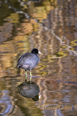 COOT_9966.jpg