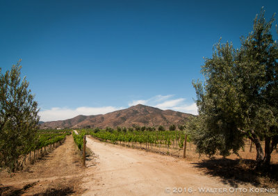 Grapevines & Olive Trees