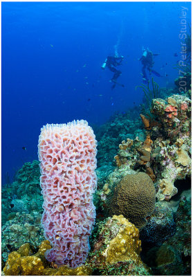 Azure vase sponge.