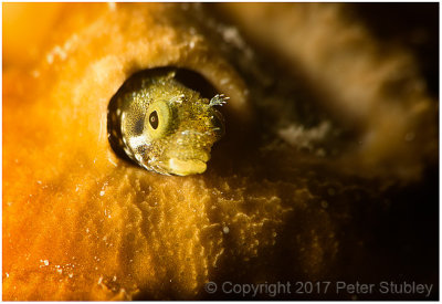 Secretary blenny.