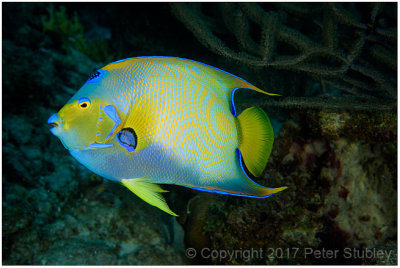 Queen angelfish.