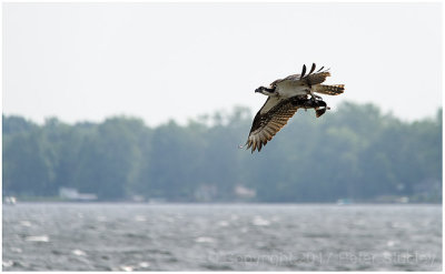 Fishing osprey.