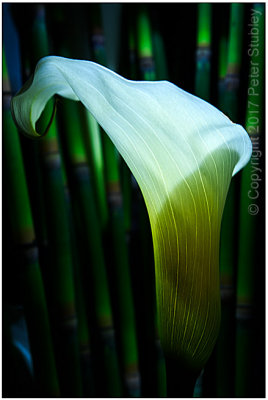 Calla lily.