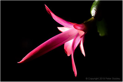 Christmas cactus.