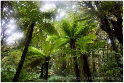 Milford Sound, temperate rainforest.