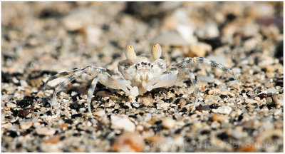 Little sand crab:  camouflage!