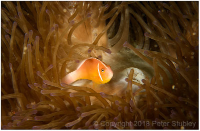 Pink skunk anemonefish.