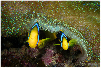 Smiling fish.