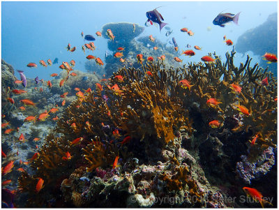 Reefscape.