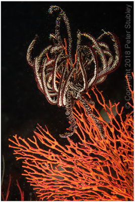 Crinoid on a sea fan.