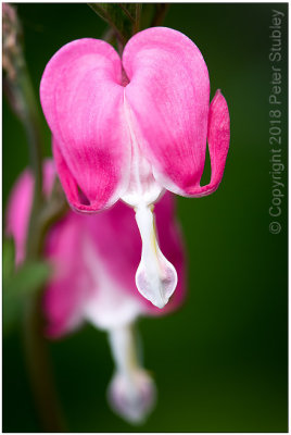 Bleeding hearts.