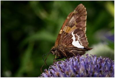 Silver spotted skipper (Epargyreus clears).