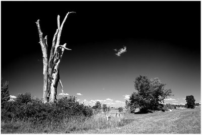 Fun with a polarizing filter, black and white.