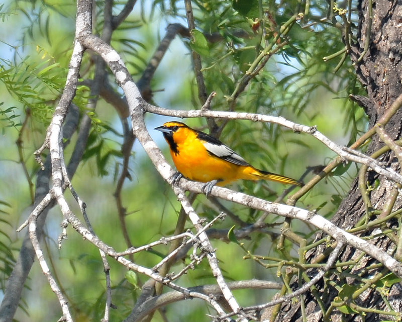 Bullocks Oriole, Male