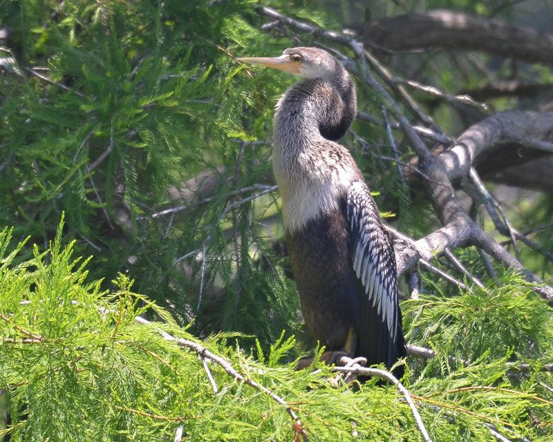 Anhinga, Female