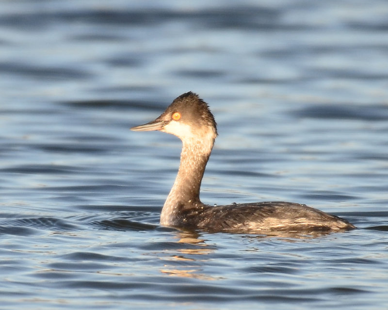 Eared Grebe, Basic Plumage