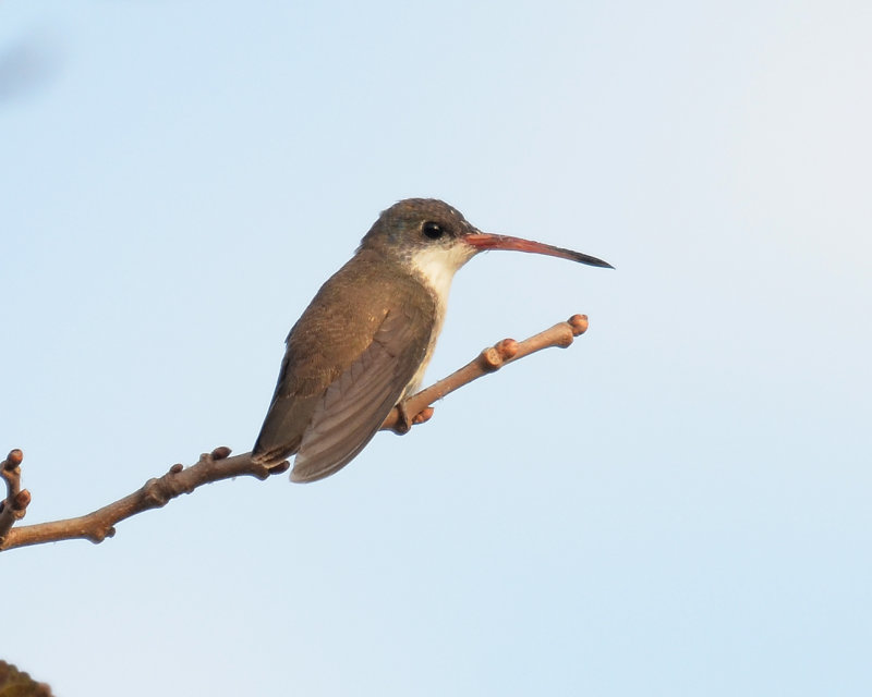 Violet-crowned Hummingbird