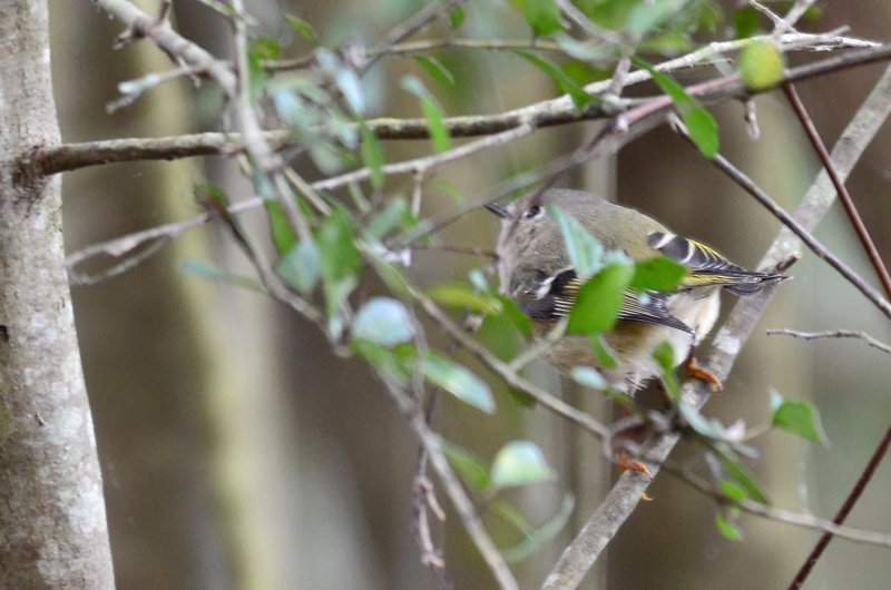 Ruby-crowned Kinglet