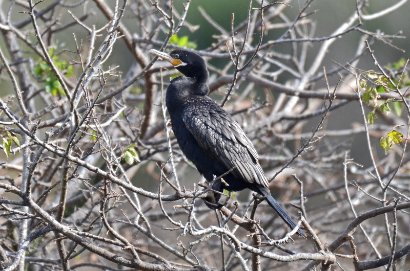 Neotropic Cormorant