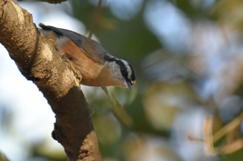 Red-breasted Nuthatch, Male