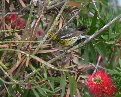 Cape May Warbler, Male