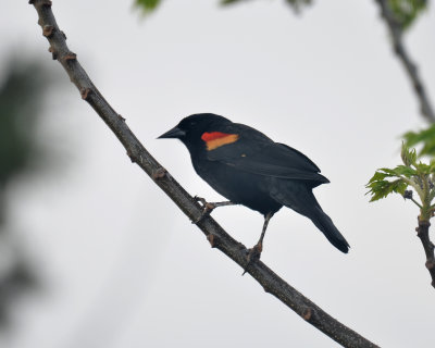 Red-winged Blackbird, Male