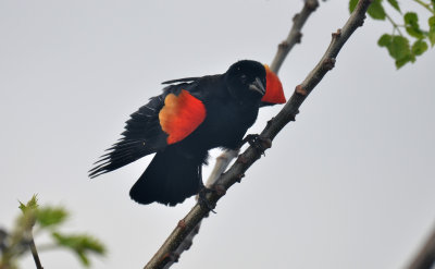 Red-winged Blackbird, Male Displaying