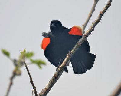 Red-winged Blackbird, Male Displaying