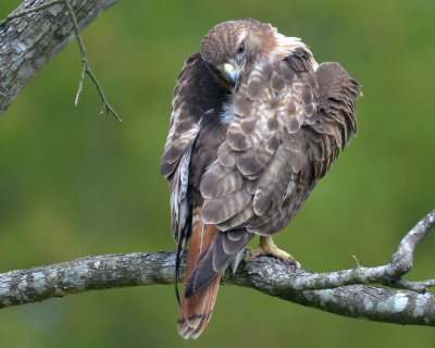 Red-tailed Hawk