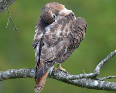 Red-tailed Hawk, Preening